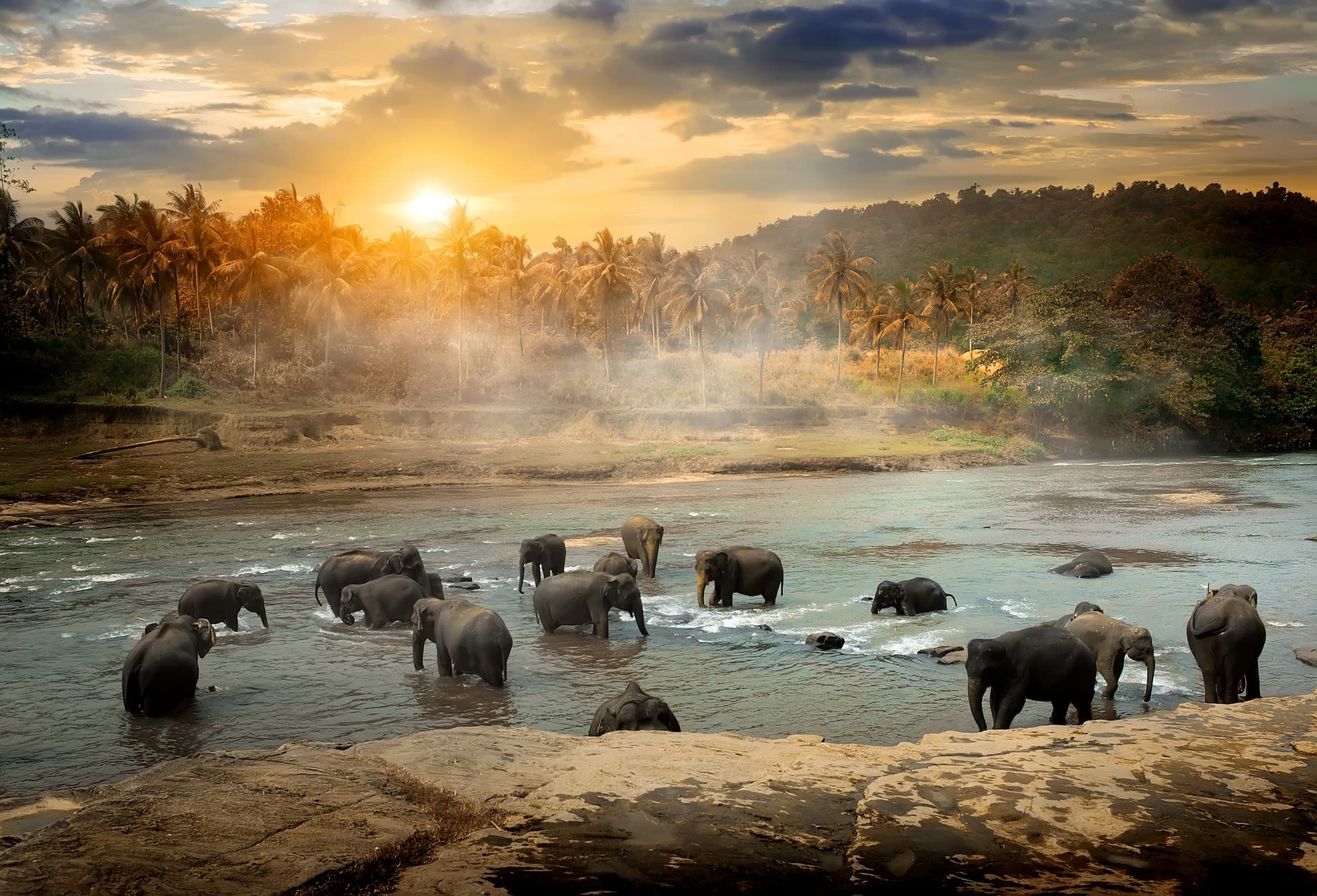 Elephants in the water at sunset