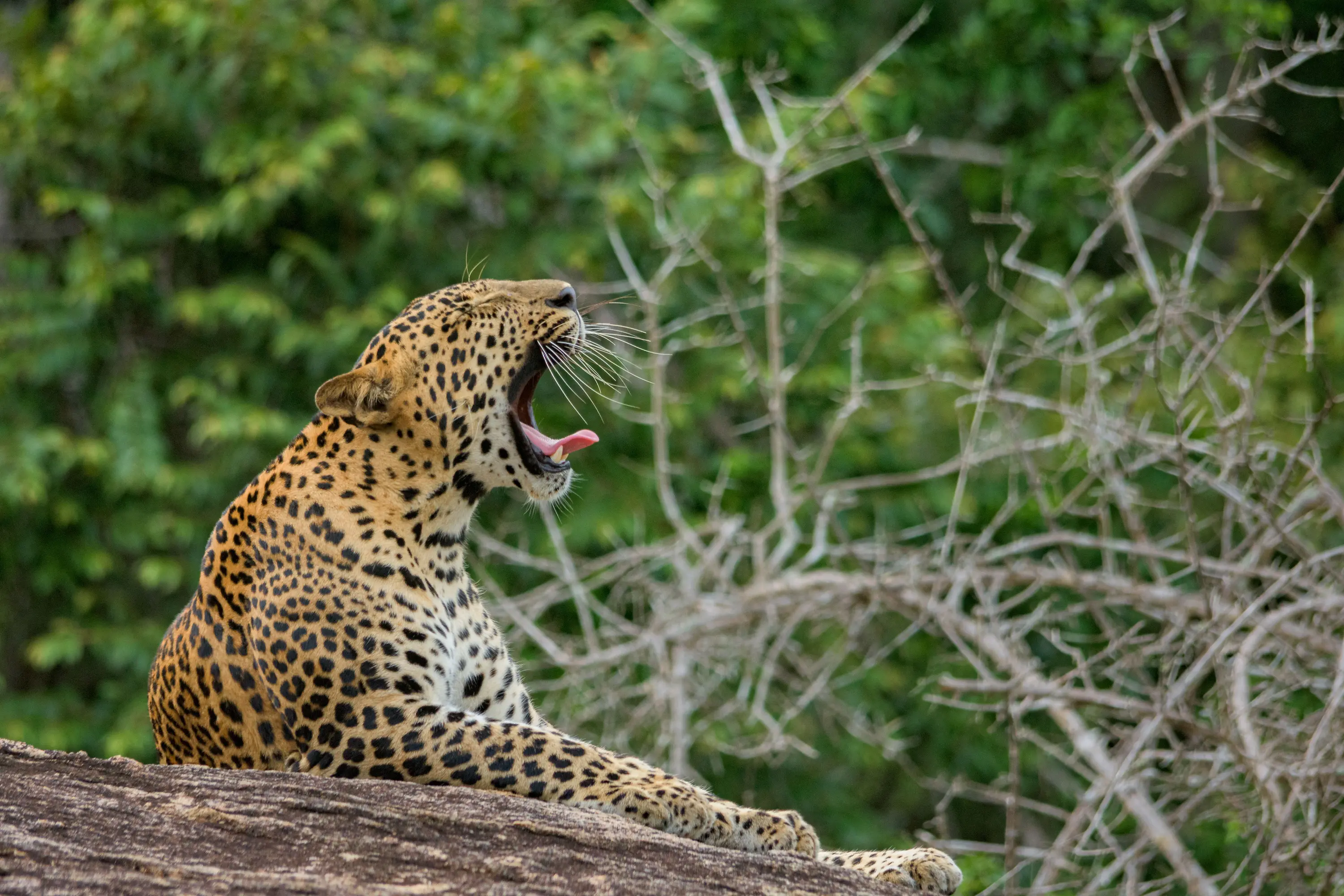 Yala National Park gallery image 2