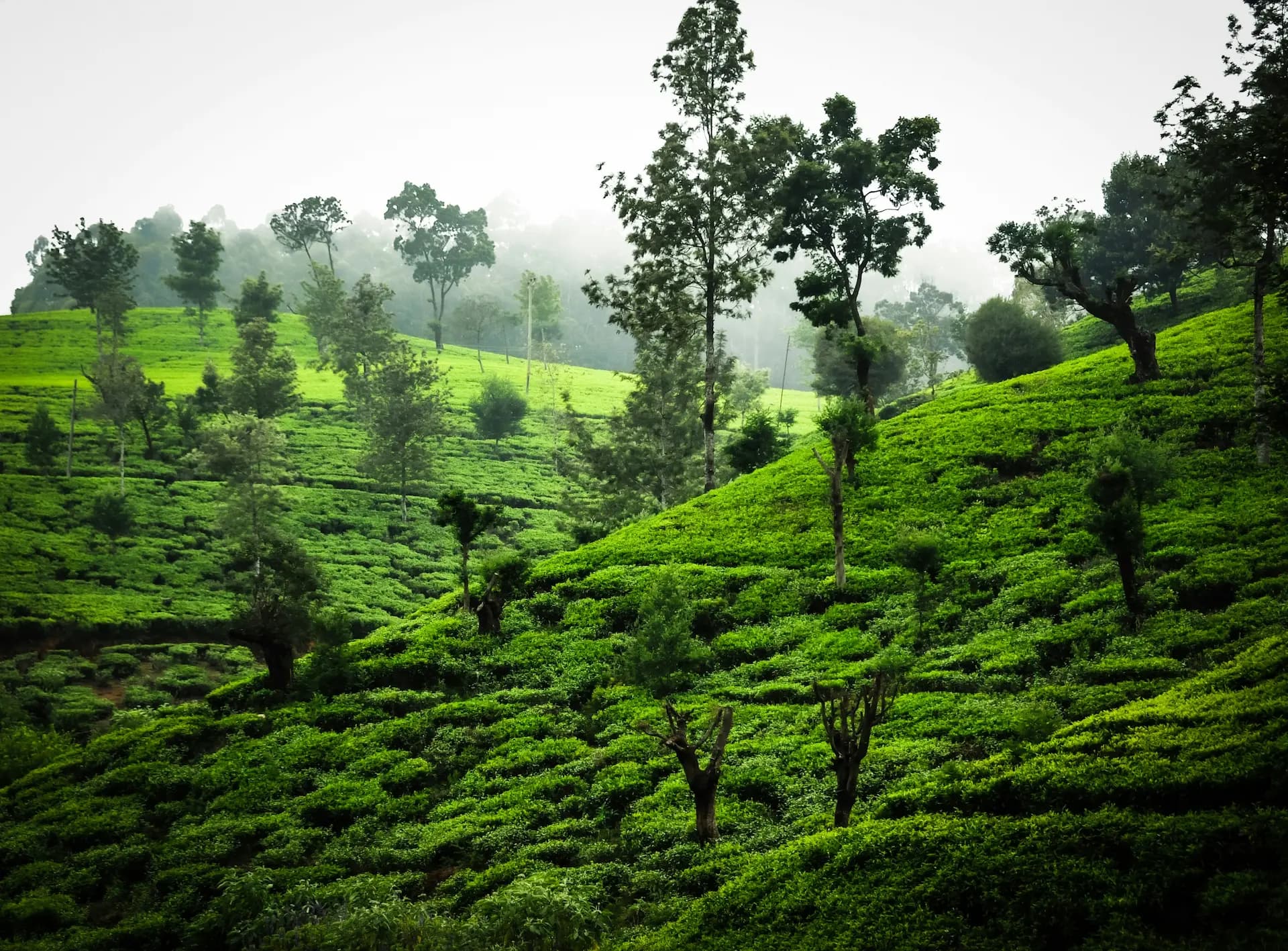 Nuwara Eliya