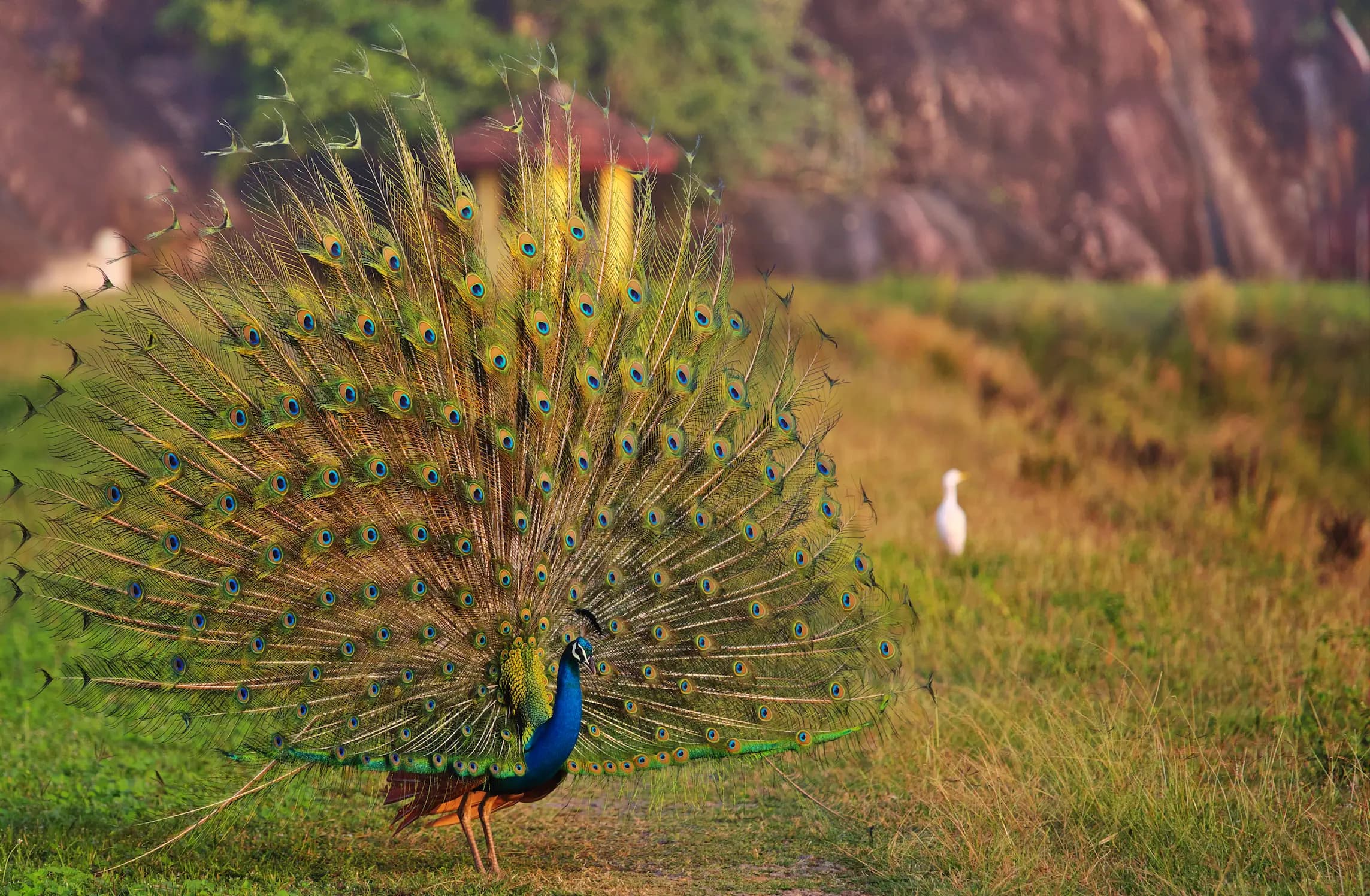 Yala National Park gallery image 3