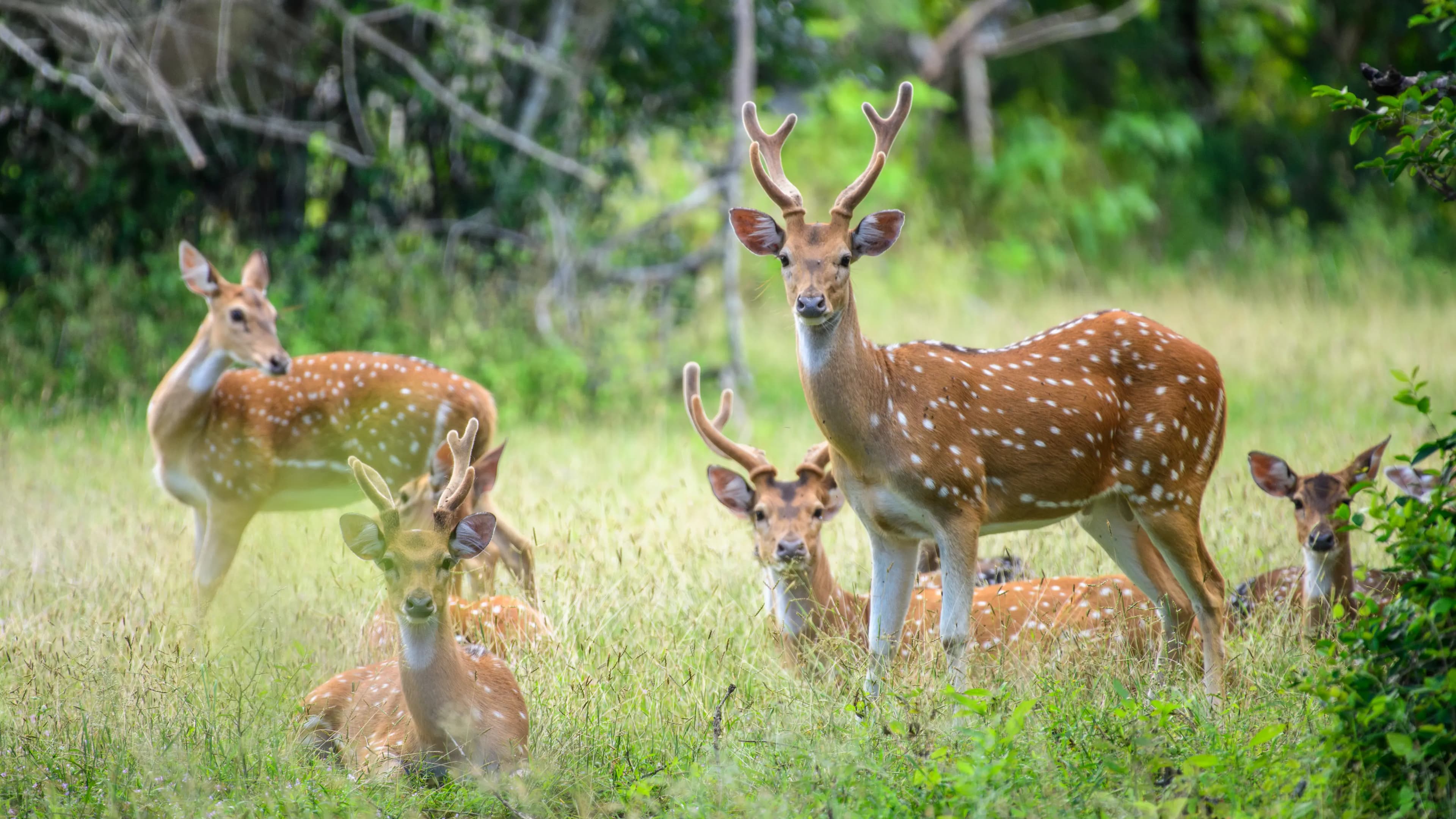 Yala National Park gallery image 4