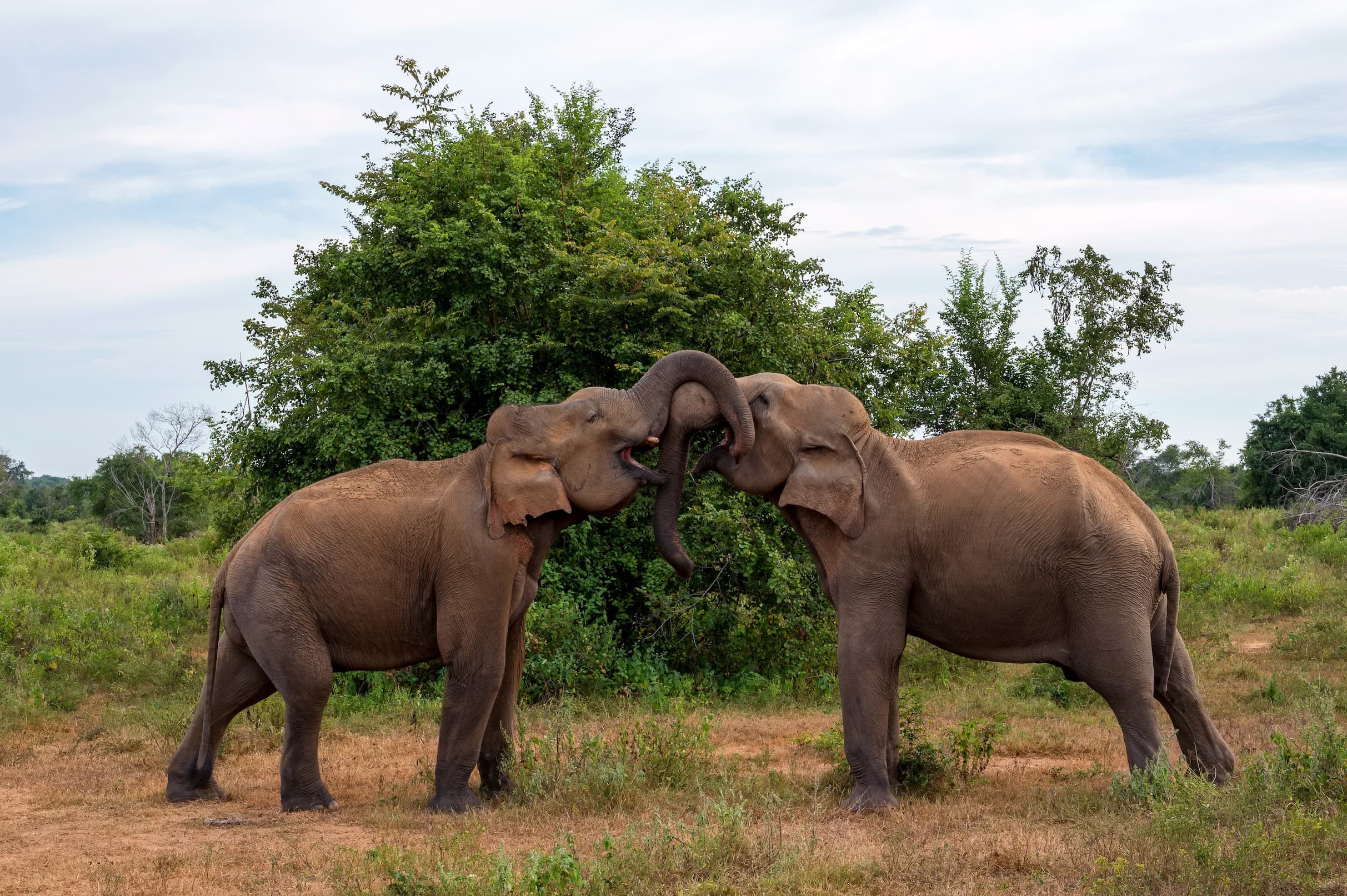 Yala National Park gallery image 5