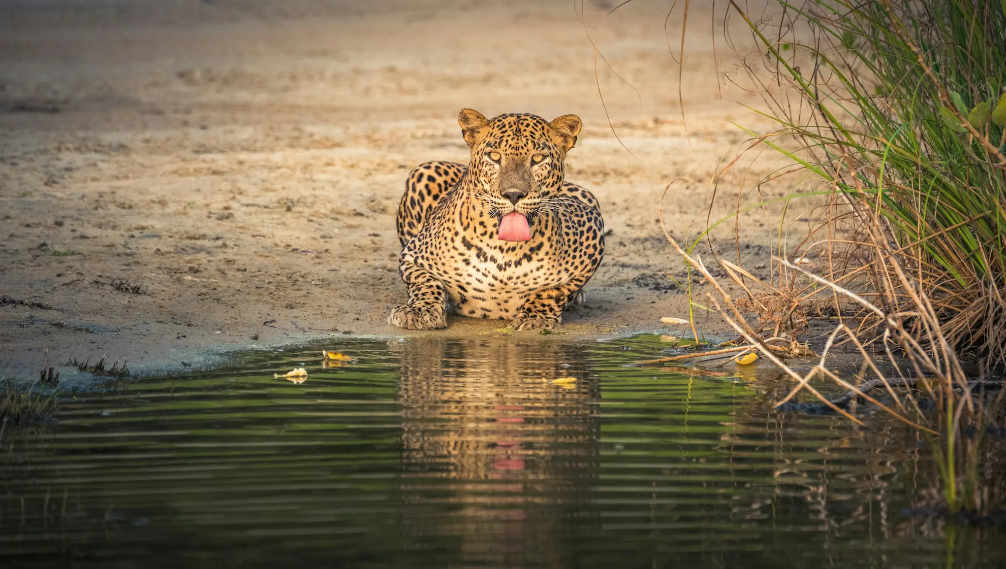 Yala Wildlife Safari photo 1