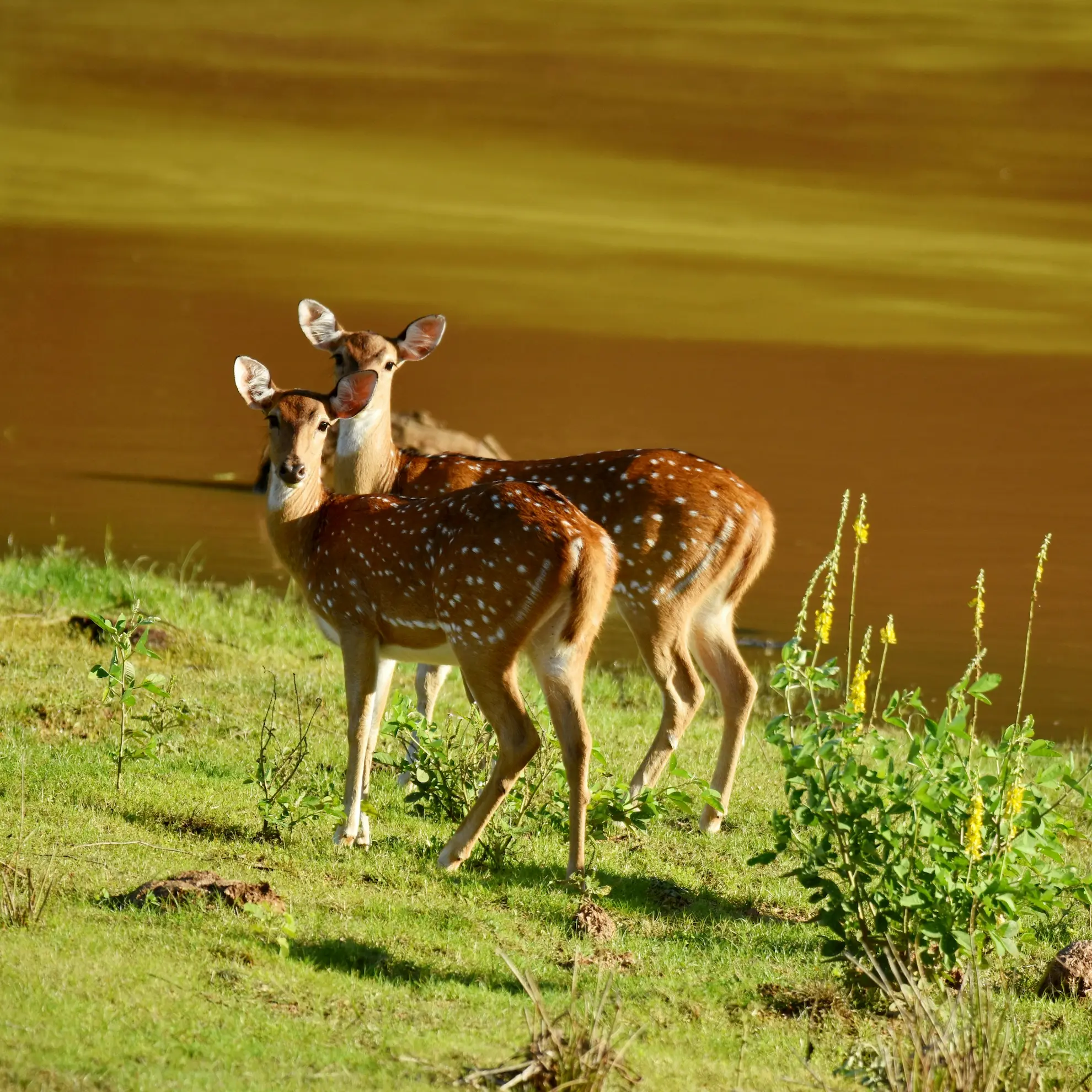 Yala Wildlife Safari photo 2