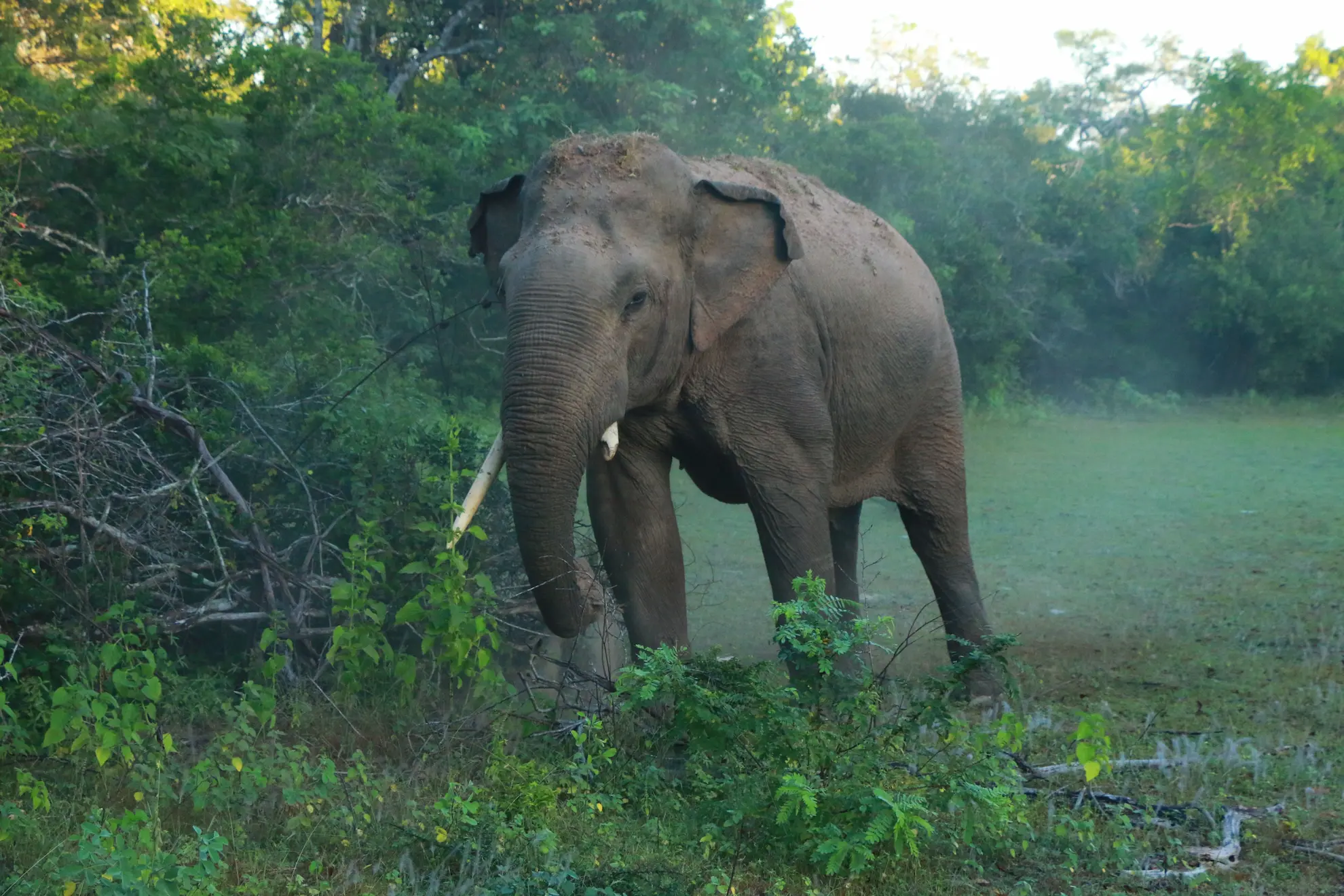Yala Wildlife Safari photo 3